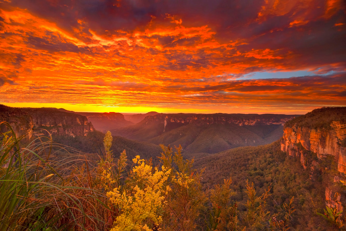 "Colour Bomb"A morning when it all came together,sky,wattles,glow at Govetts Leap,Blackheath Blue Mountains