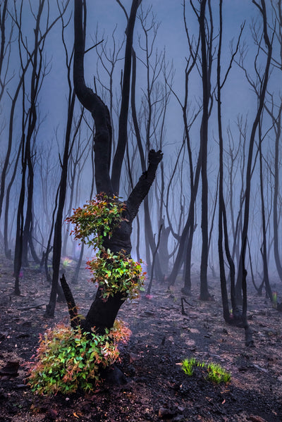 "Fist of Defiance"A very emotional image taken after the fires that ravaged the Blue Mountains in 2020,Pulpit Rock area