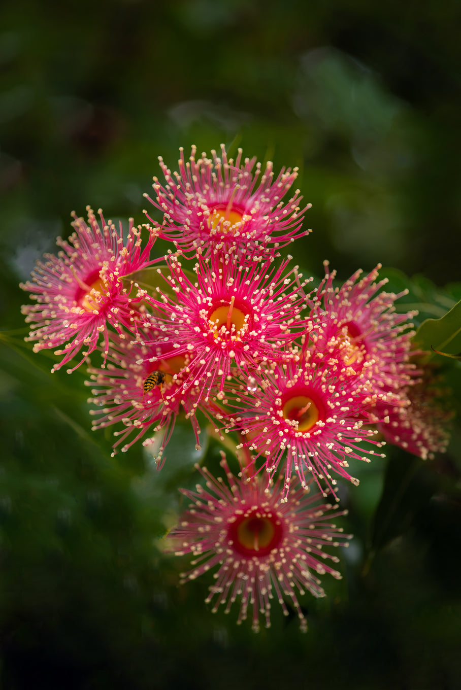 "Amongst The Gum Trees"This is Australia,Gums,bees,beautiful wilderness