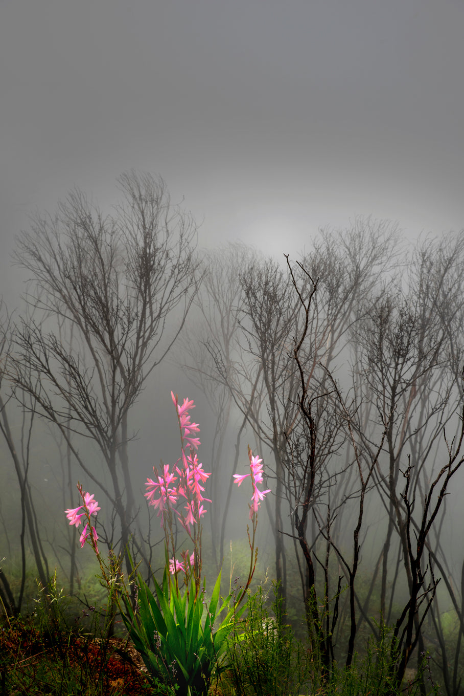 "Out of the Gloom"defying ferociuos fires and re growth at Govetts Leap