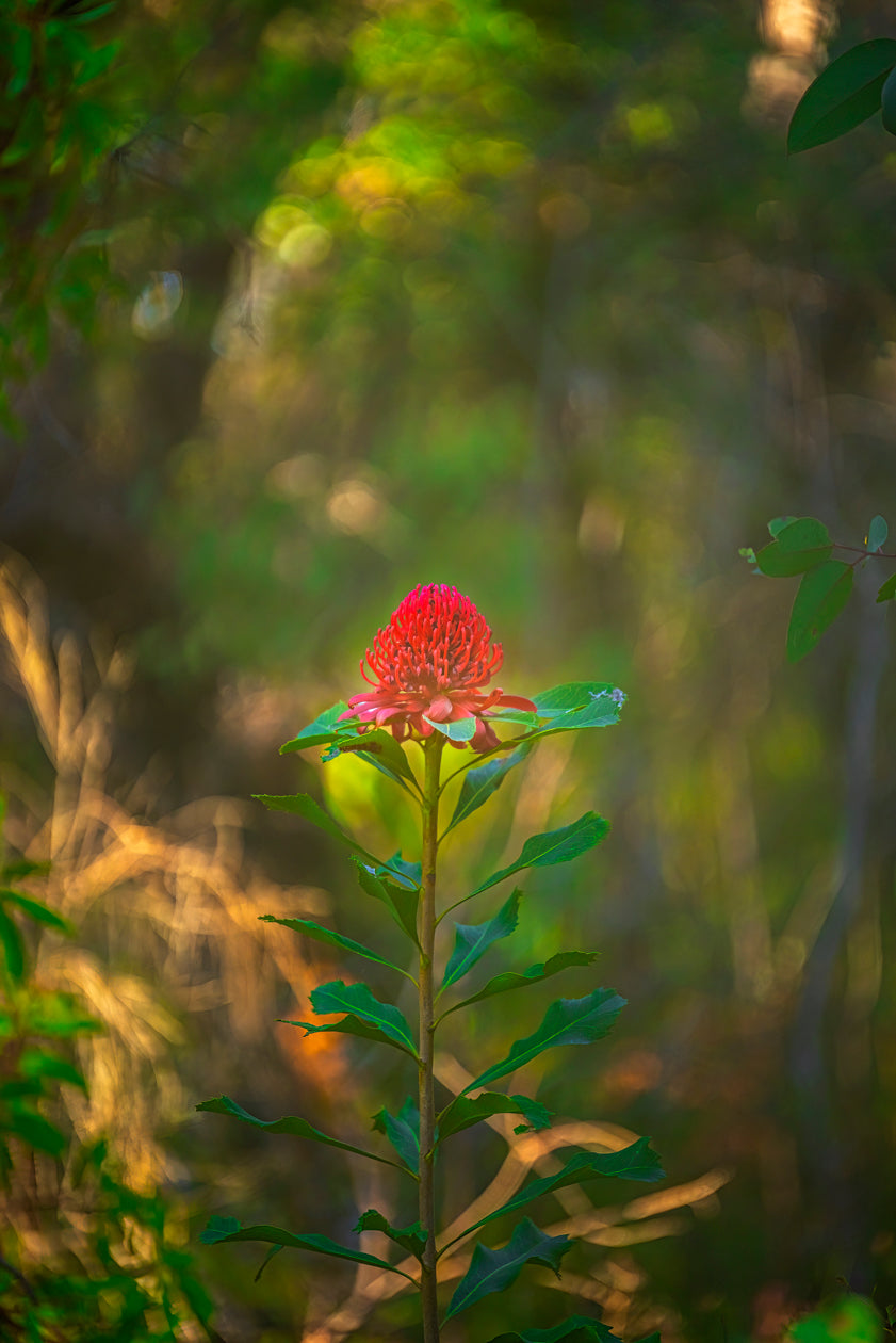 "Stand Out" a wild bush image of an Australian Waratah Flower at Blackheath near Bridal Veil Falls