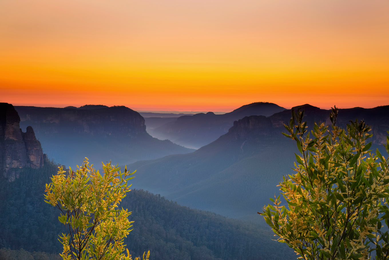 "Wattle Sentinel" During a season of many Wattles around the area I was able to frame Govetts Leap with them